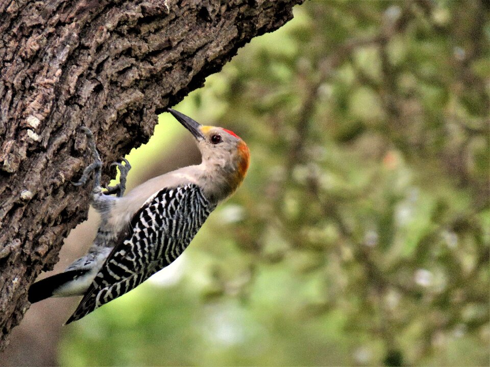 Bird woodpecker wildlife