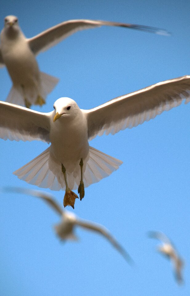 Flight fly sky