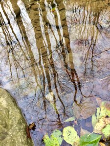 Reflection autumn puddle photo