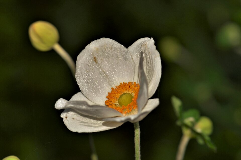 White anemone nature