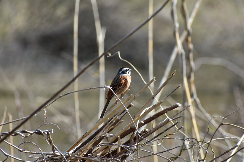 Wild birds bunting wild animal