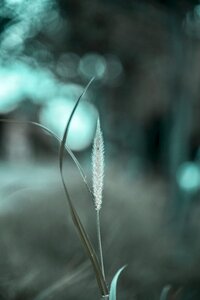 Nature spring plant