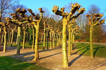 Tree row garden photo