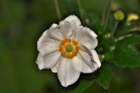 White anemone nature