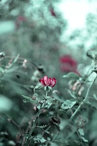 Love romance nature