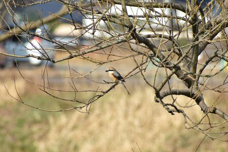 Wood bird wild birds