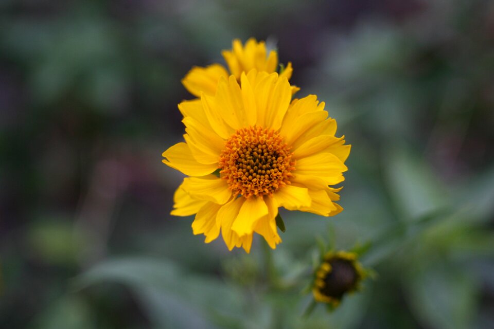 Macro photography nature bright