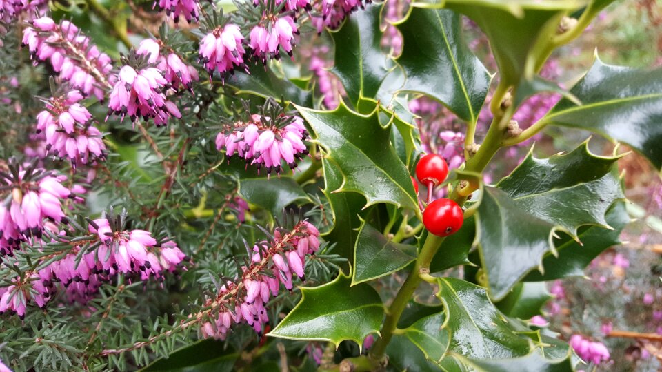 Nature plant garden photo