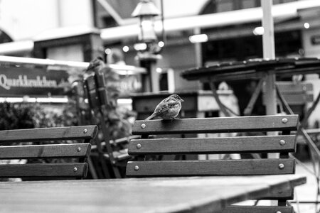 Birdie bank black and white