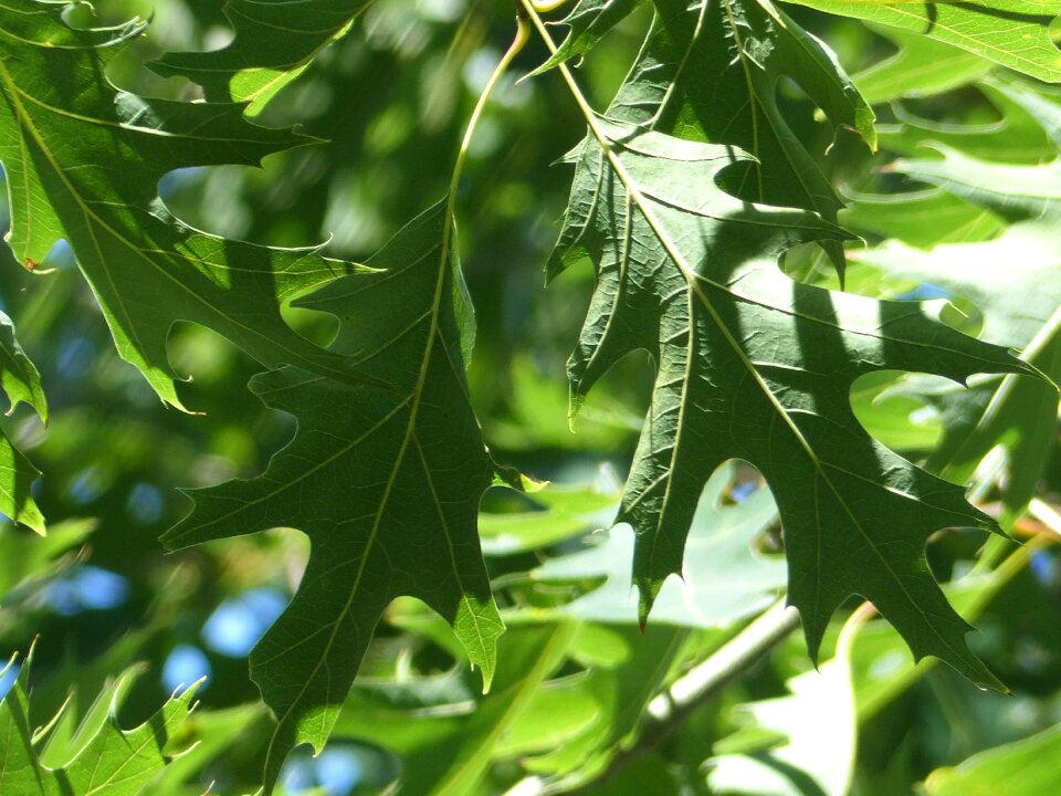 Oak leaves nature tree leaf