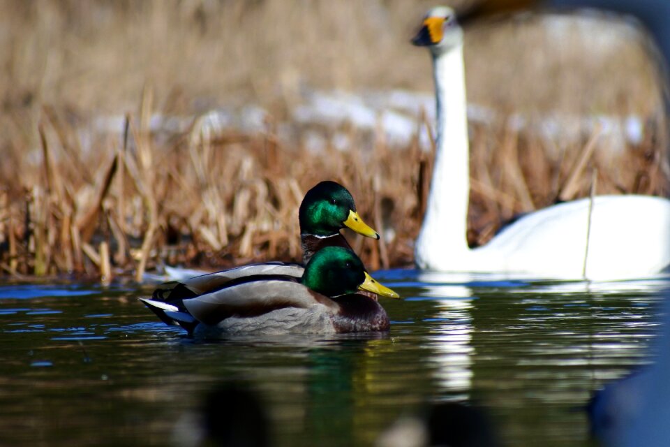 Waterweed bird wild birds