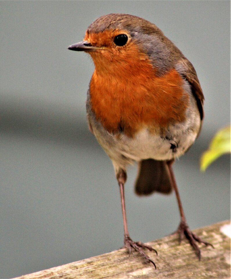 Animal songbird robin