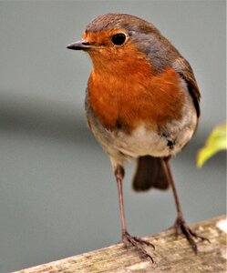 Animal songbird robin