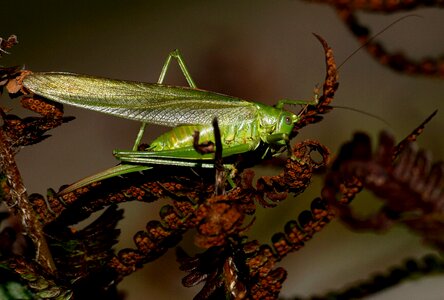 Viridissima animal nature photo