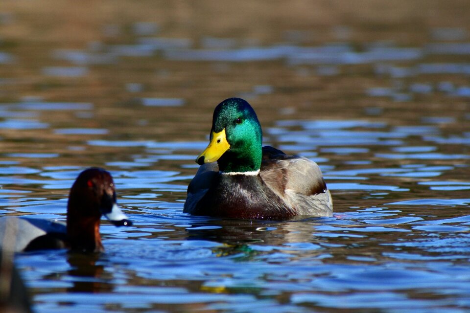 Bird wild birds duck