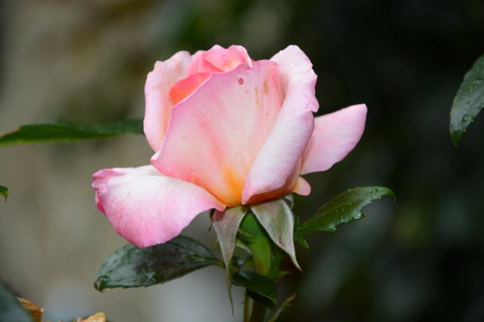 Flower plant pale pink