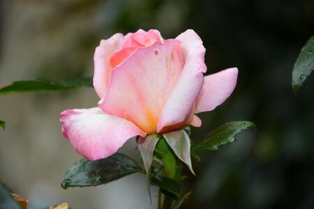 Flower plant pale pink
