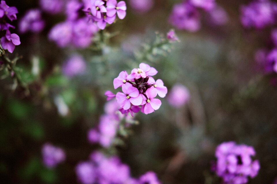 Nature plant blur