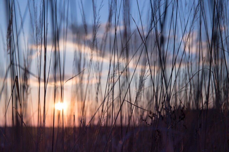 Stalks sway outdoors