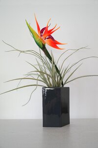 Vase leaf bright background photo