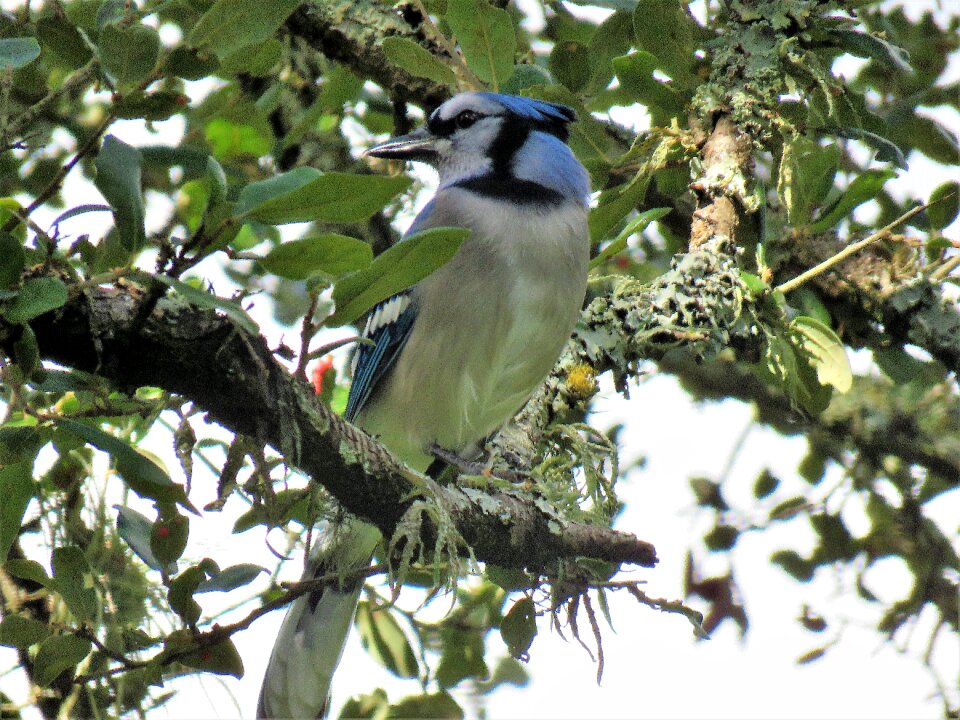 Blue jay blue and white wildlife