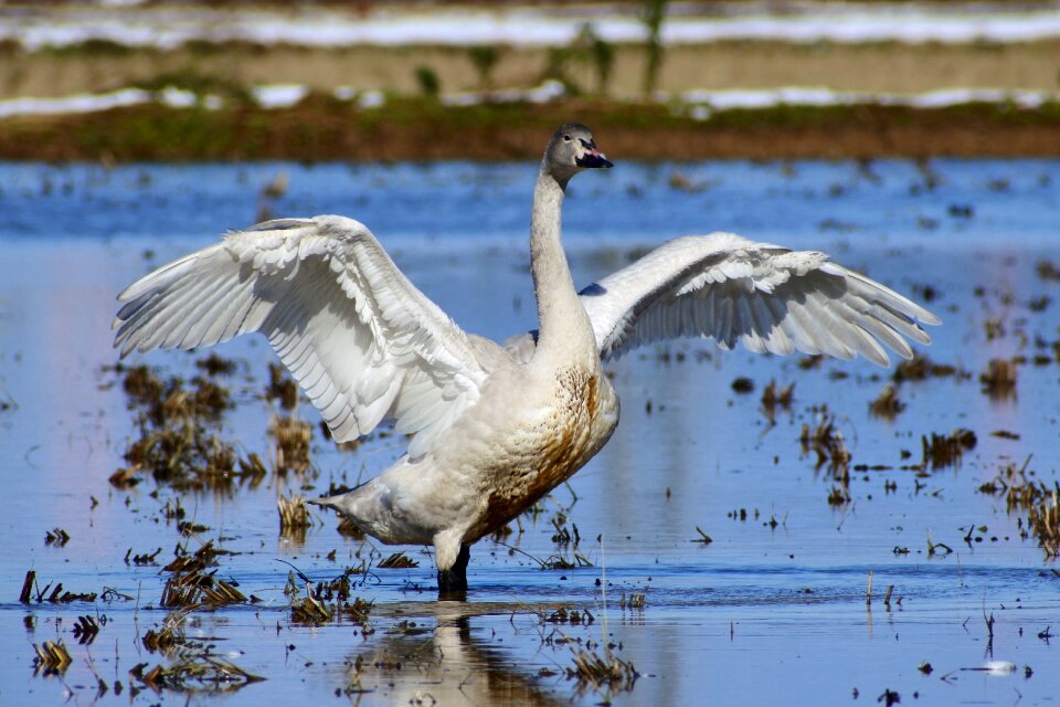 Waterweed bird wild birds
