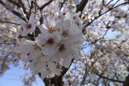 Wood cherry flowers photo