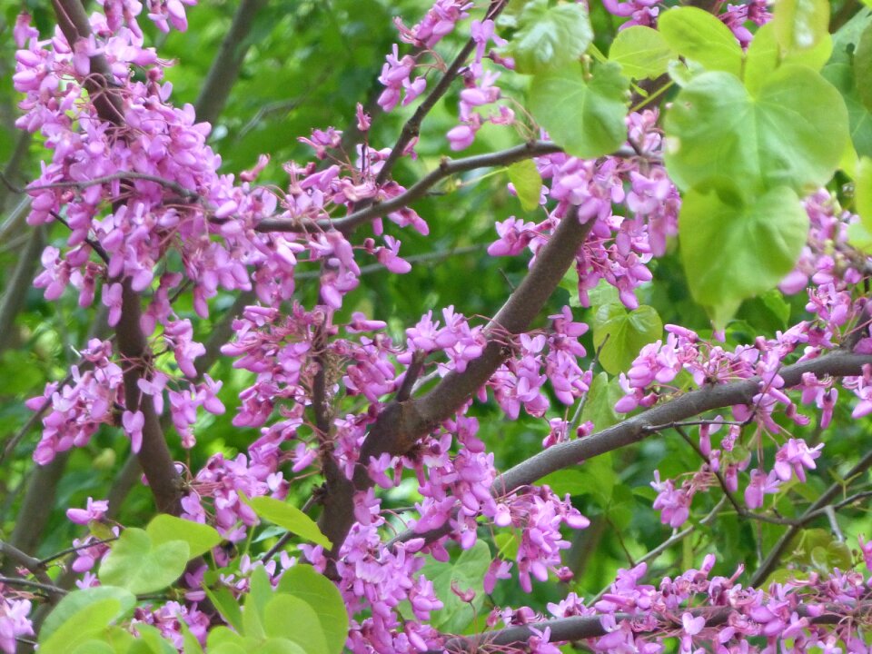 Nature spring flowering tree
