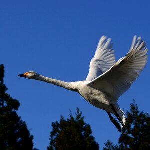 Bird wild birds waterfowl