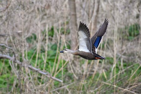 Grass wood bird