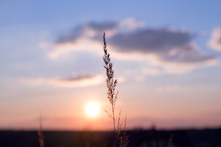 Stalks sky clouds