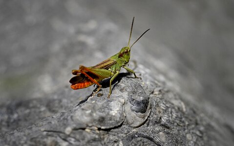Grasshopper insect jumper nature