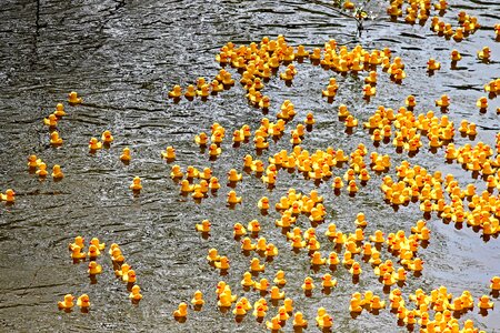 Plastic ducks duck race competition
