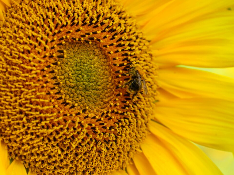 Pollen bee pollen blossom