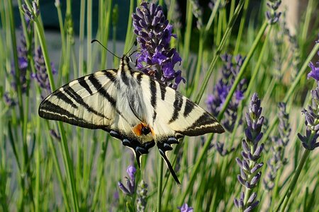Papilio machaon animal lavender