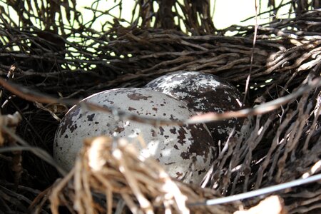Food tree nest