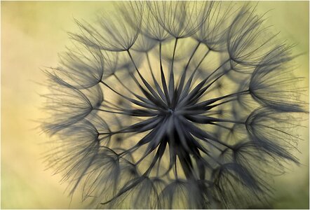 Beauty detail yellow