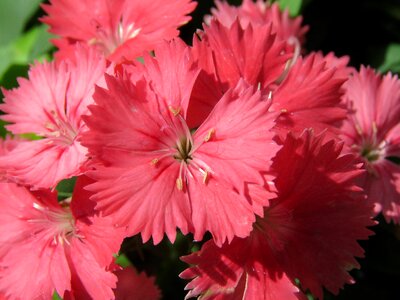Red flower red garden red gardening