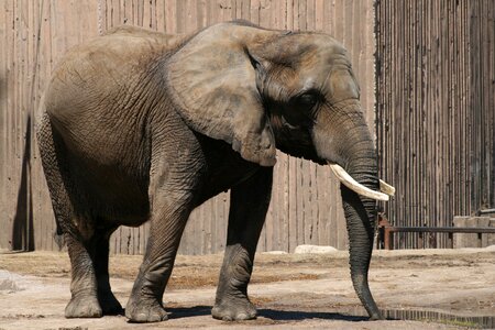 Trunk animal wild photo