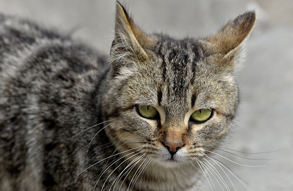 Pet feline look pussycat
