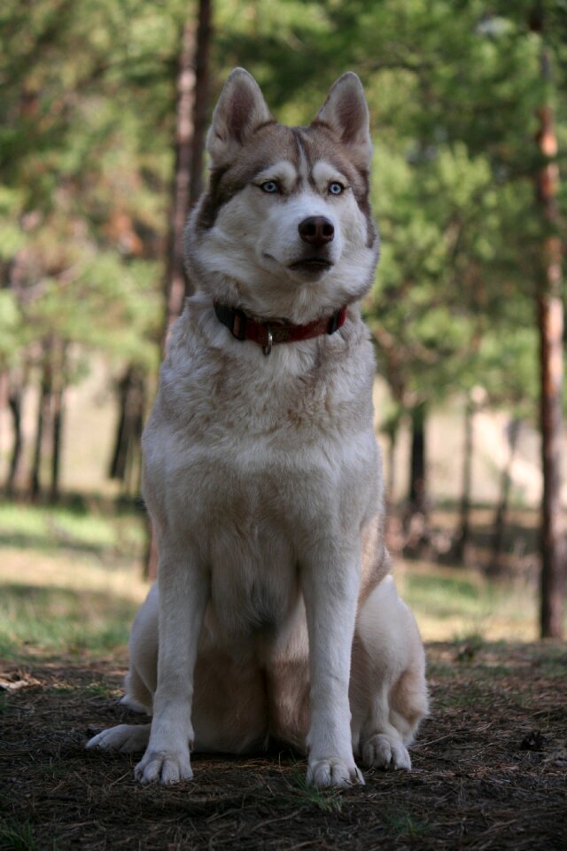 Husky dog animals photo