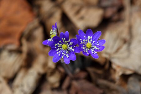 Lilac blue nature