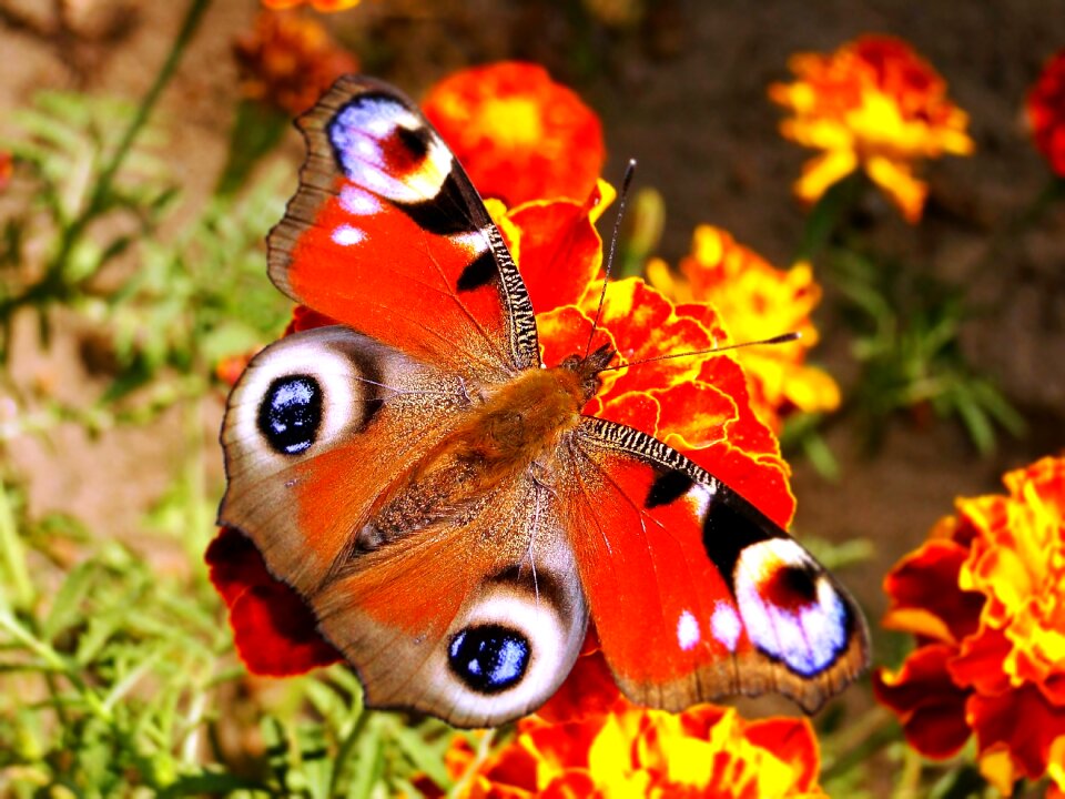 Color insect butterfly day