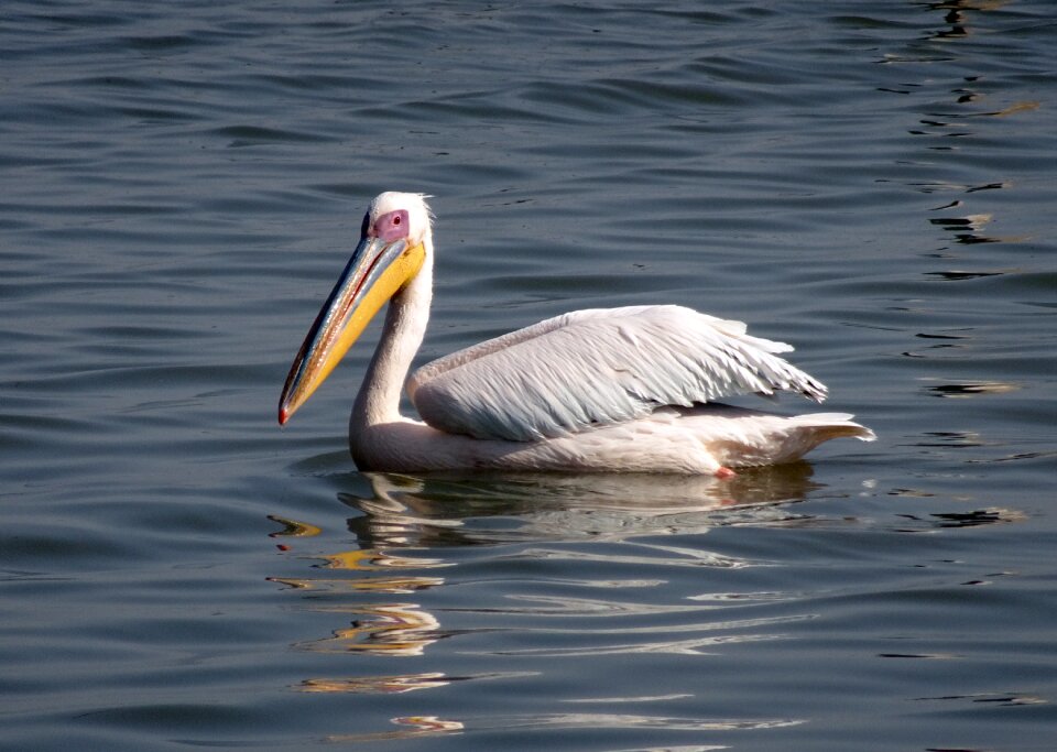 Eastern white pelican rosy pelican white pelican photo