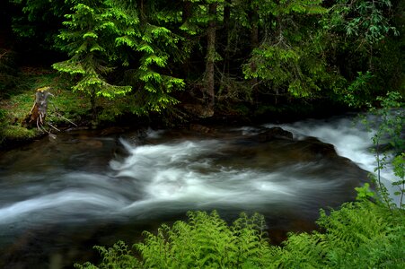 Forest engjadalen norway photo