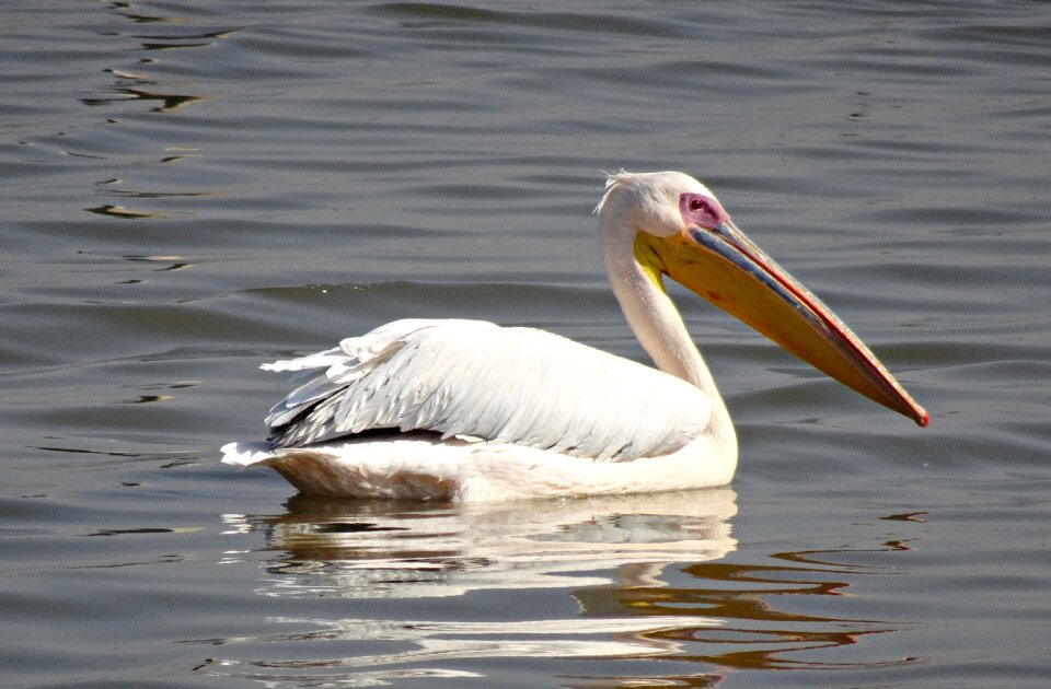 Nature great white pelican pelecanus onocrotalus