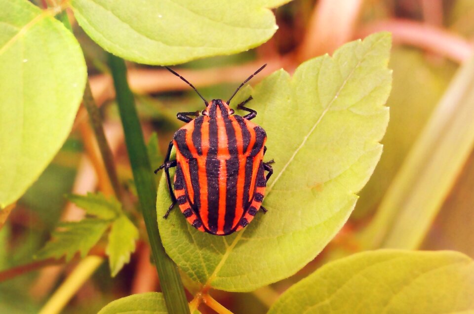 Plant animals invertebrates