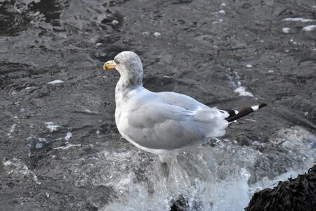 Outdoors seagull river photo