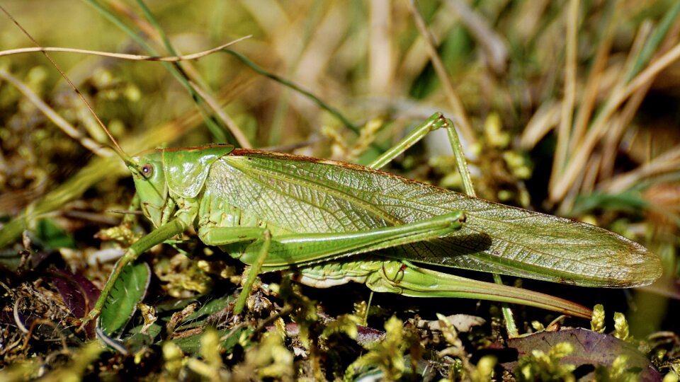 Viridissima close up nature photo