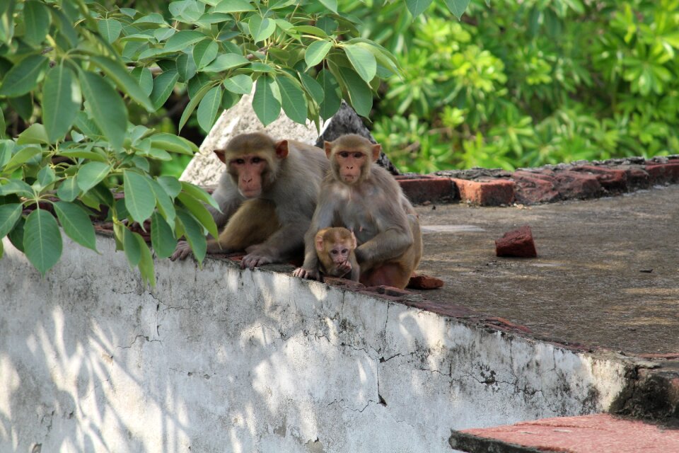 Animal nature primate